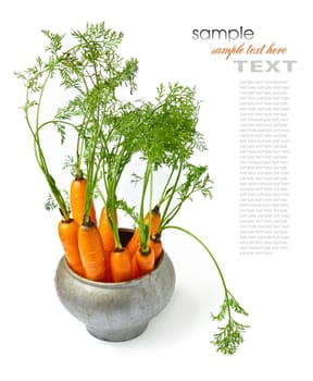 carrots with green tops on white background