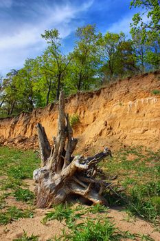 forest  at the edge of the cliff