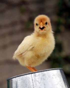 young yellow chick upright on a metal pot