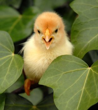 cute young yellow chick in green leaf