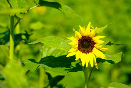 Sunflower in the farm, Thailand