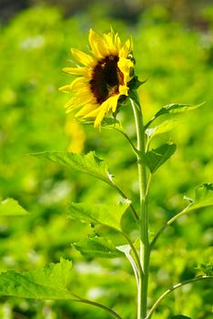 Sunflower in the farm with bees