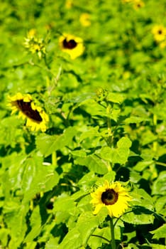 Sunflower in the farm