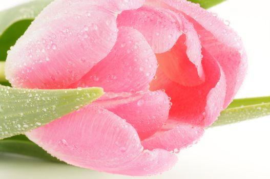 Bud of Spring pink tulip close up isolated on white background