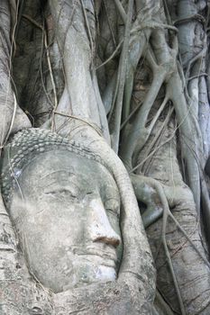 Buddha Head at Wat Mahathat surounding by roots.
