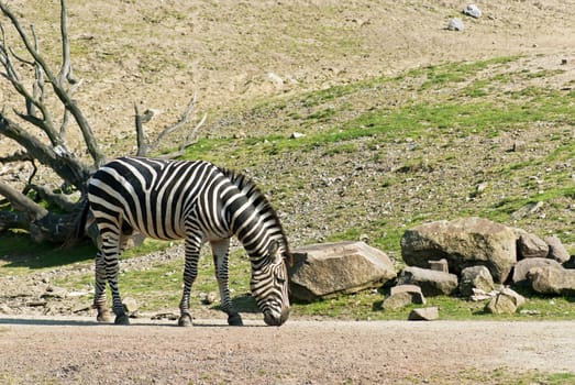 Zebra walking on the road and looking for food