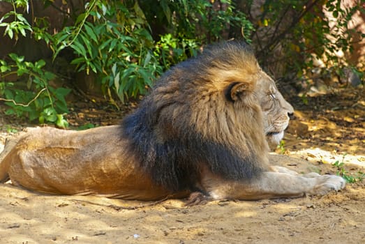 Male lion lying on the ground