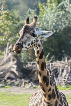 Giraffe looking into the camera on green background