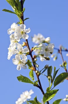 White cherry tree bud and bloom in spring beauty closeup macro backdrop background.