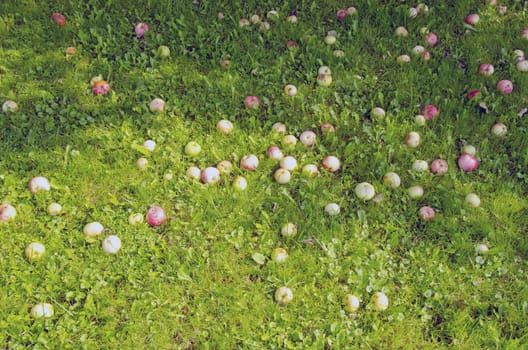 Background ripe apple fallen on ground. Natural backdrop sunlit autumn harvest sun shadow.