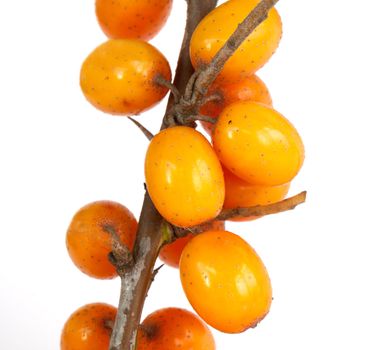 Sea-buckthorn isolated on white background