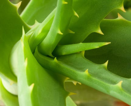 Aloe plant isolated on phite