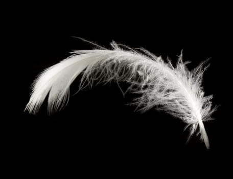 White feather isolated on white background