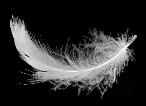 White feather isolated on white background