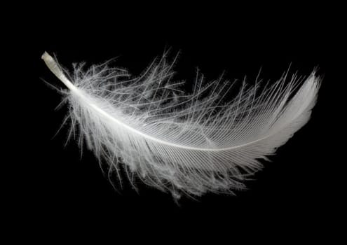 White feather isolated on white background