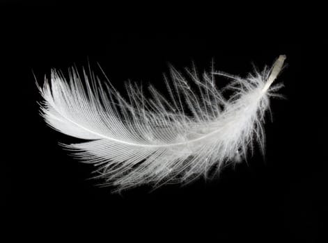 White feather isolated on white background