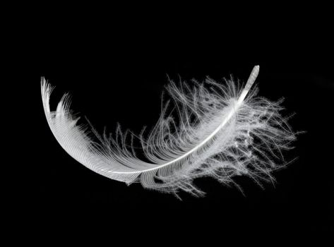 White feather isolated on white background