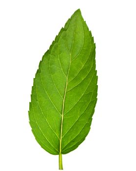 Leaf of mint isolated on white