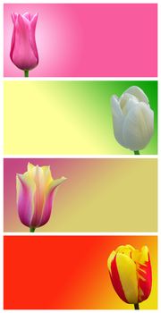 Red, yellow, white and pink tulips on a colored background. Abstract image flowers.