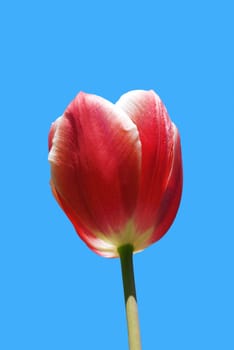 red beautiful tulip on a background blue sky in a sun day