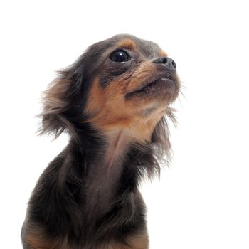 portrait of a cute purebred  puppy chihuahua in front of white background