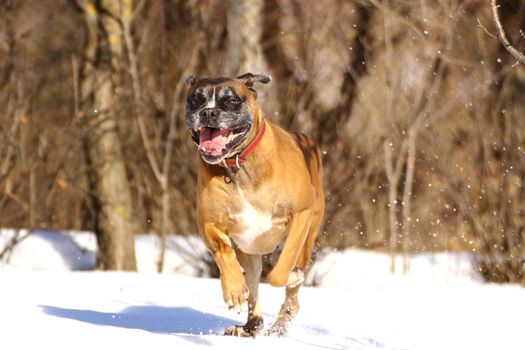 playful dog running in big snow