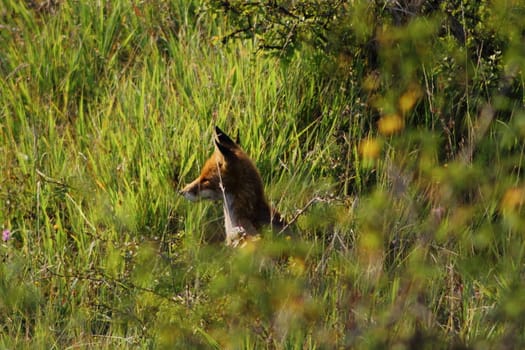 young red fox looking for something to eat