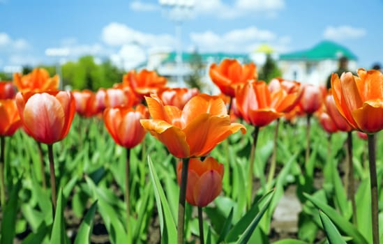 field with red tulips on a background blue sky in a sun day