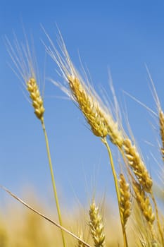 field of a golden wheat before harvesting on a background clear blue sky