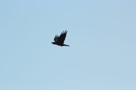 corvus corax on flight up in the blue sky