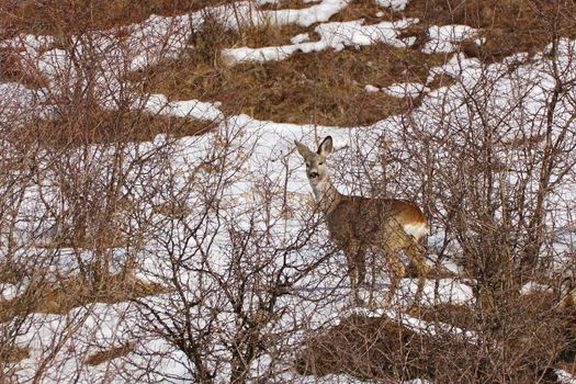 deer doe partially hidden in the bushes