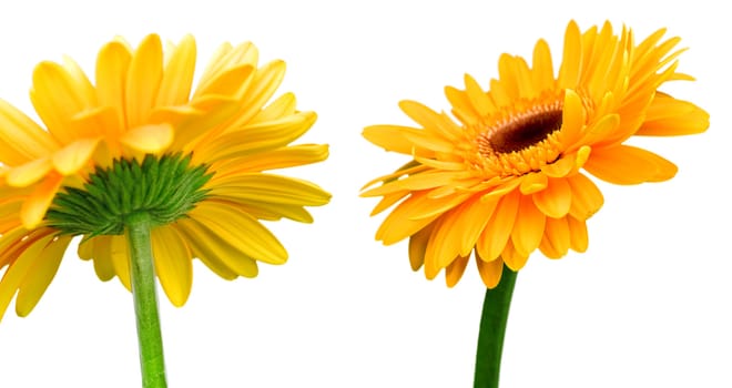 Bright orange flowers isolated on a white background