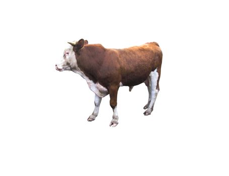 a young ox on the white background