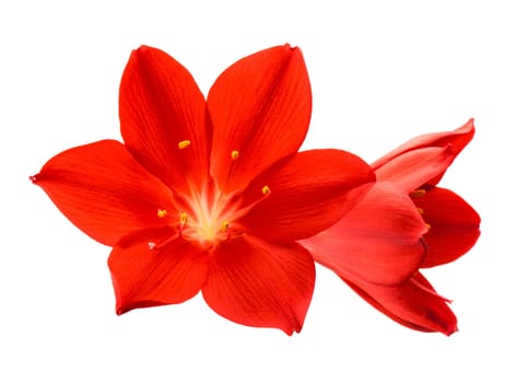 Orange flower isolated on white