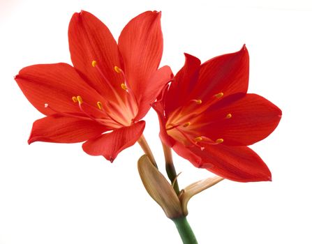 Orange flower isolated on white