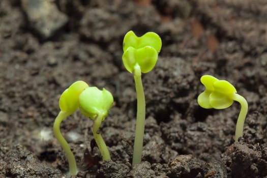 Small rape plants