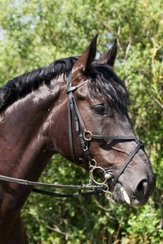 Portrait of sport horse during the competitions
