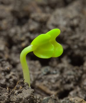 Small rape plants