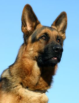 portrait of a  purebred german shepherd outdoors