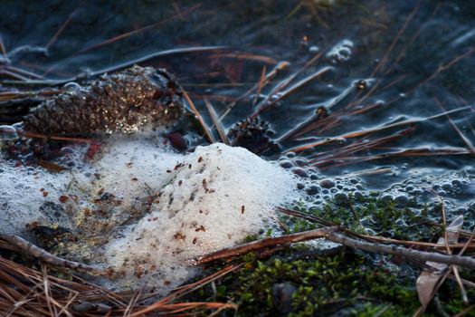 A pine cone and pine needles washed up on shore at the lake in a foam.