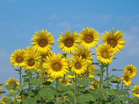 Group of beautiful sunflower with blue sky