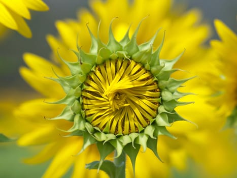 Sunflower bud against sunflower blossoming on background