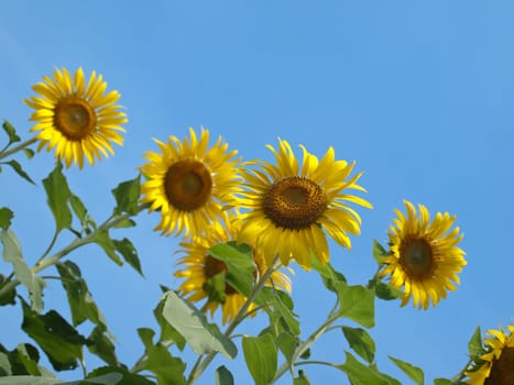 Sunflowers against blue sky in look up view from the ground