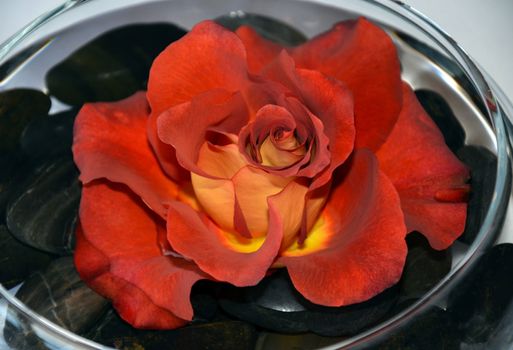 Single red rose in glass dish