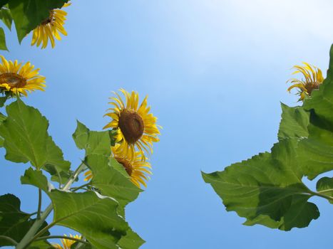 Natural frame of sunflowers with leafs against blue sky with sunshine in look up view from the ground