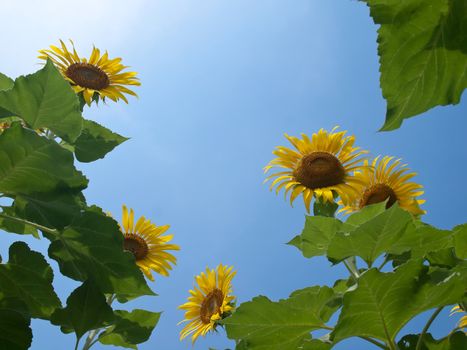 Natural frame of sunflowers with leafs against blue sky with sunshine in look up view from the ground
