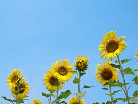 Sunflowers against blue sky in look up view from the ground