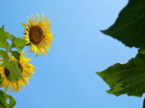 Natural frame of sunflowers with leafs against blue sky with sunshine in look up view from the ground