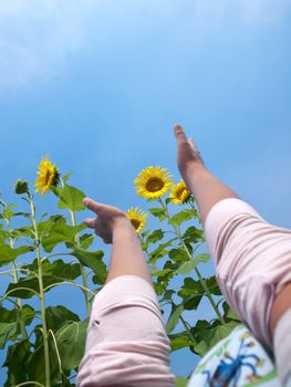 Woman hands reaching out to sunflowers against blue sky with sunshine in look up view from the ground