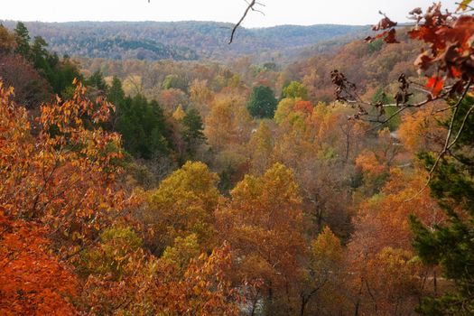 ozarks forest in missouri during autumn or fall